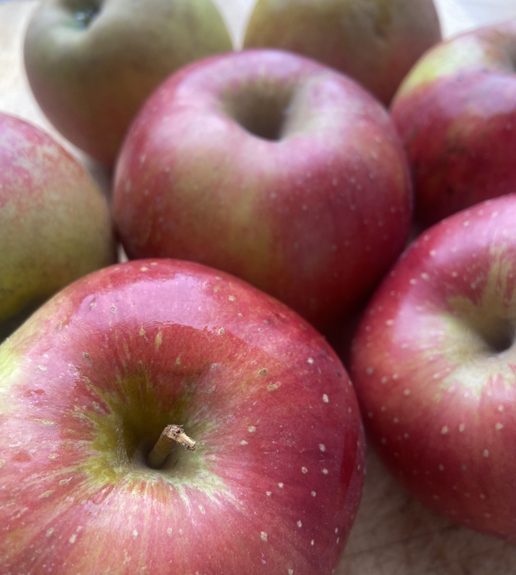 Wellant Der Wellant- ein Apfel für Allergiker | Meedchen war gestern